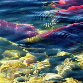Wisdom of the River